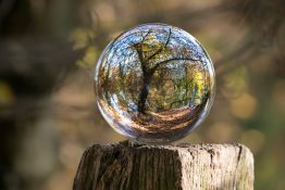 Tree in a bubble